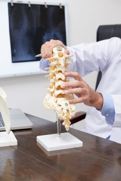 Spine model Plastic model of spine on table of osteopath